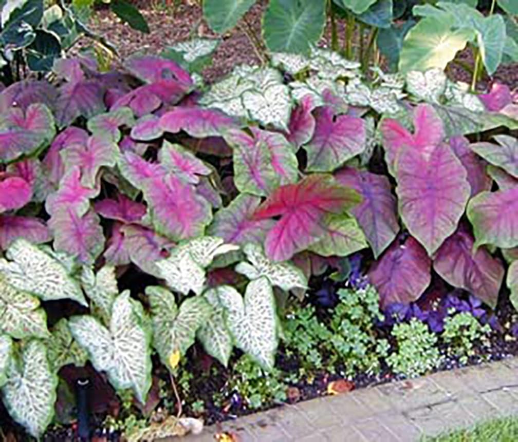 Fire Chief Caladium Bulbs - Large Size Root - Vibrant Red Foliage - Hardy in Zones 9-11 - Perfect for Shade Gardens and Containers