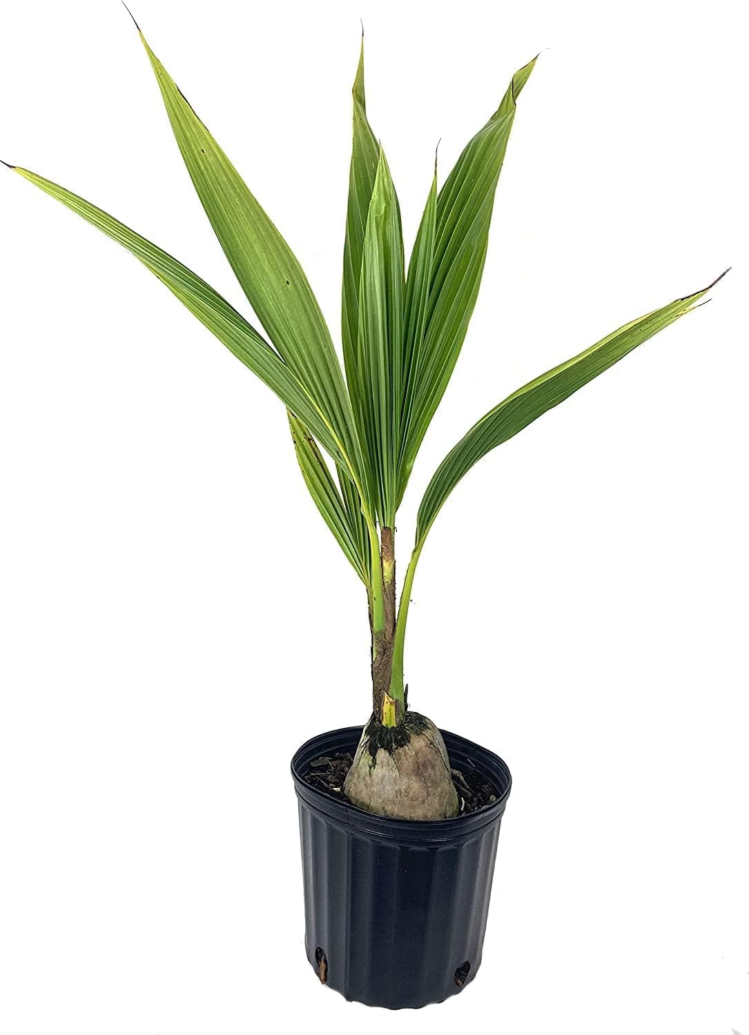 Live Green Dwarf Malayan Coconut Plant Seedling 1 to 3 Feet Tall, Cocos nucifera Plants for Planting, Sprouted Coconut Palm, Ready to Grow Produces Edible Fruits