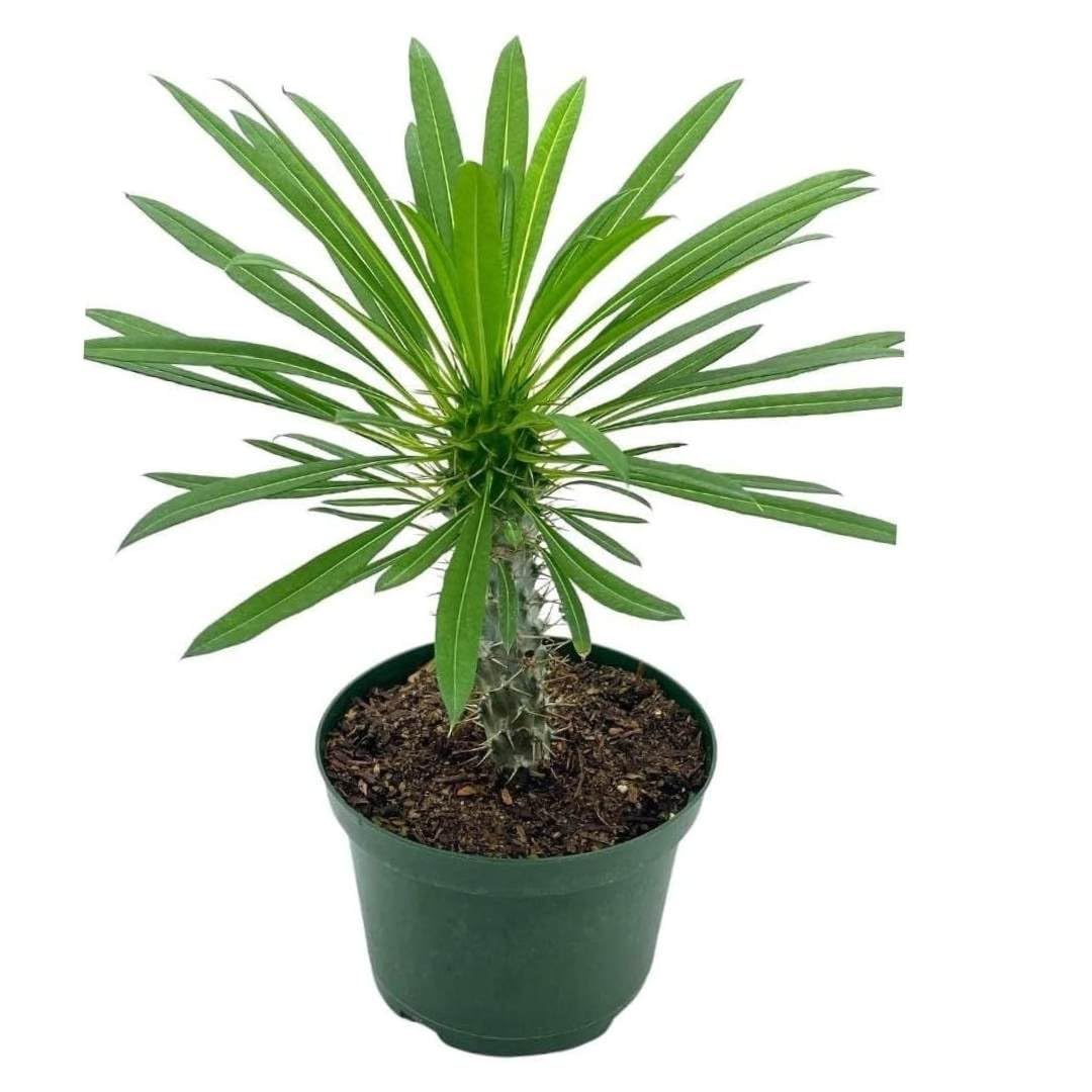 BubbleBlooms Madagascar Palm Pachypodium Geayi, 6 inch