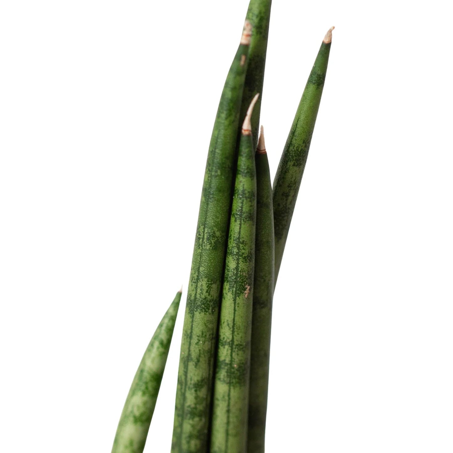7 Pack Snake Plant Cylindrica in 4in Pot - Live Plants Tropical Houseplants | Variegated | USA Growers | The Snobby Leaf