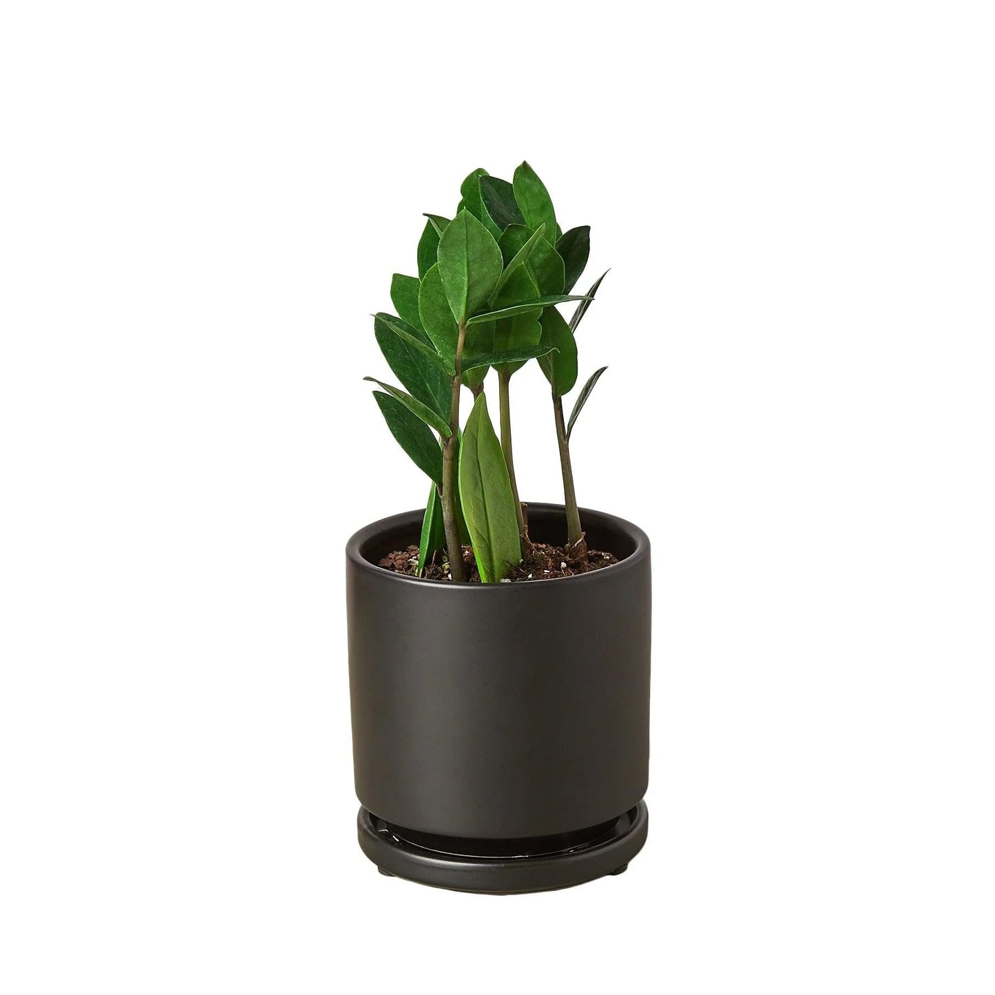 4 Pack Zamioculcas Zamiifolia ZZ in 4in Pot - Live Plants Tropical Houseplants | Variegated | USA Growers | The Snobby Leaf
