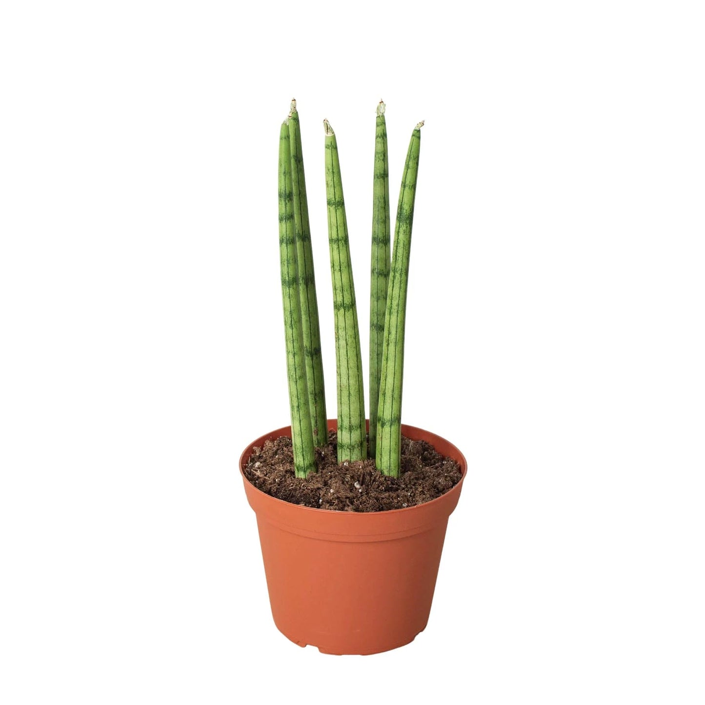 5 Pack Snake Plant Cylindrica in 4in Pot - Live Plants Tropical Houseplants | Variegated | USA Growers | The Snobby Leaf