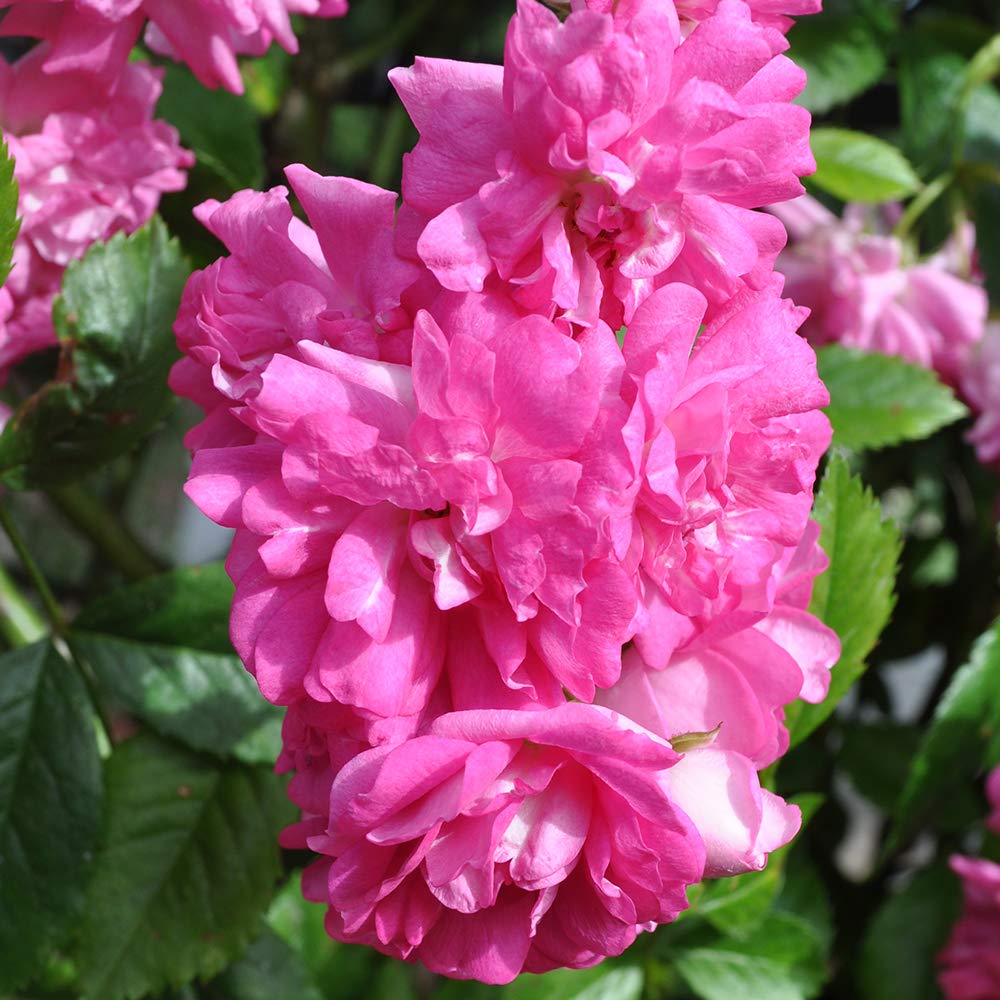 Heirloom Roses Rose Plant - Super Dorothy® Pink Rose Bush, Climbing Rose Live Plant for Planting Outdoors