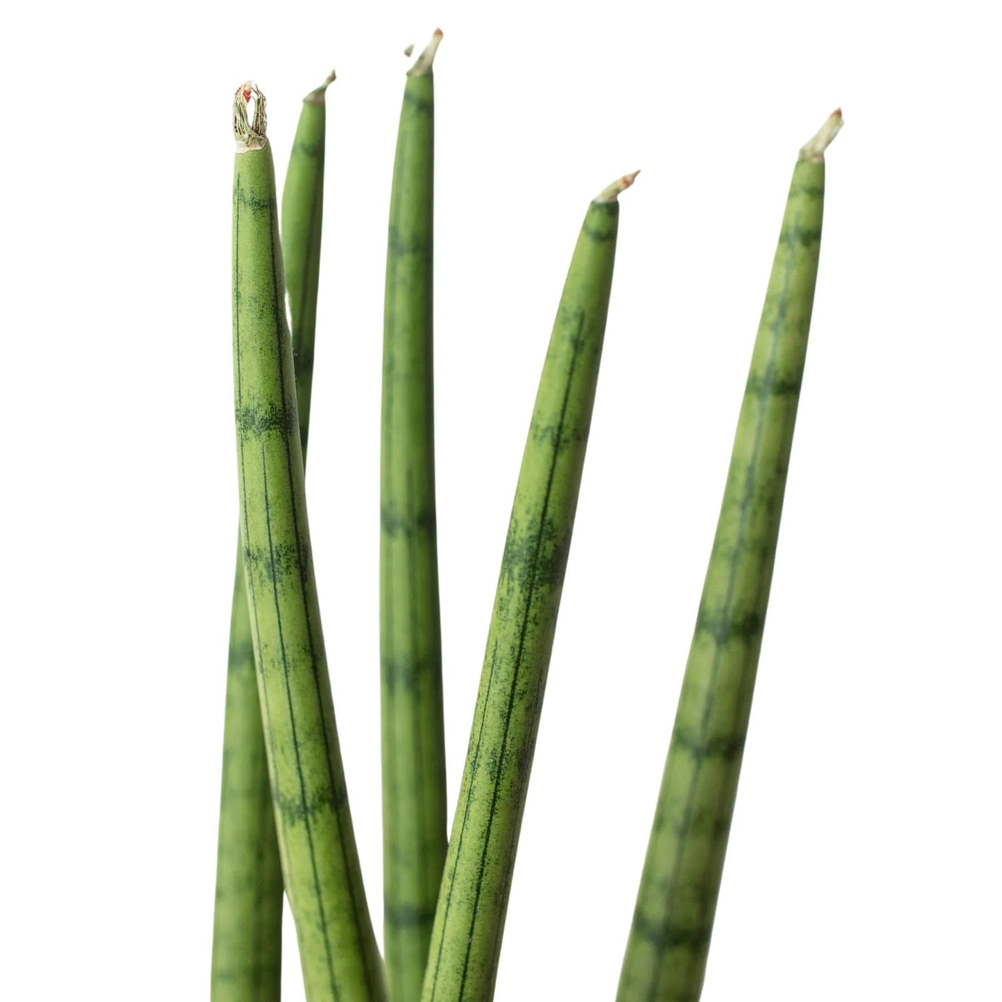 10 Pack Snake Plant Cylindrica in 4in Pot - Live Plants Tropical Houseplants | Variegated | USA Growers | The Snobby Leaf