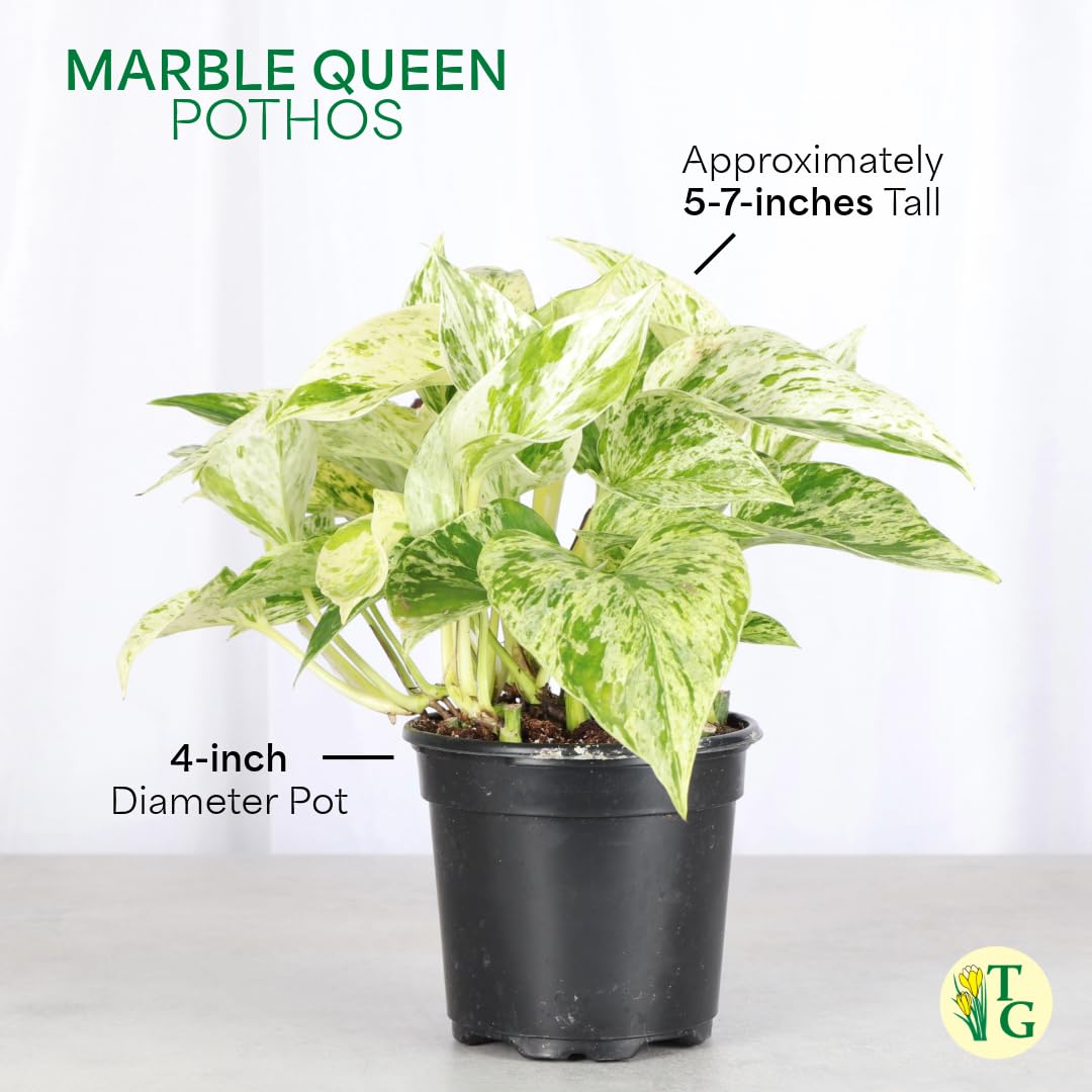 Thorsen's Greenhouse Marble Queen Pothos, Live Indoor Plant, Easy to Grow, Rare Variegated Houseplant, Natural Air Purifier, 4-inch Diameter Pot (Terra Cotta)