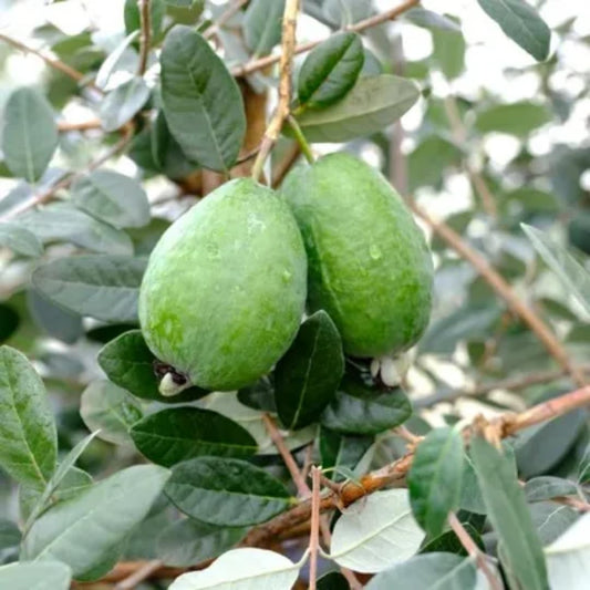 2 Pineapple Guava Trees Live Plants for Outdoor Planting, 4 to 6" Starter Plant, Fragrant and Sweet Guava