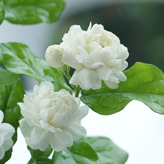 2 Count Jasmine Live Plant | 4 to 6 Inc | Grand Duke of Tuscany Jasmine | Produce Fragrant Flowers | Housewarming Friendship Gifts for Women Best Friend Presents for Mom Birthday Gift for New Home