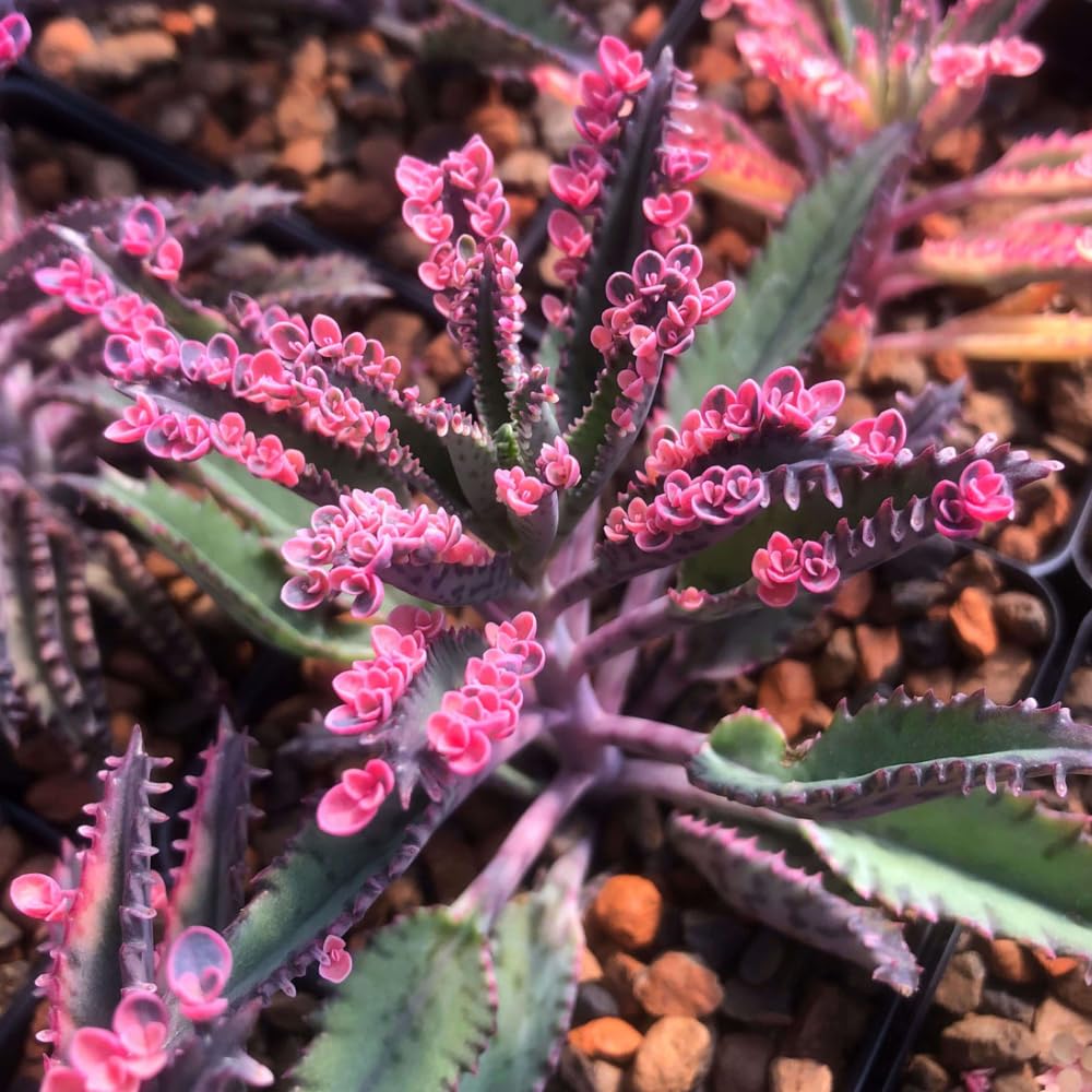 Pink Kalanchoe Plant Live in 2 Inch Pot, Butterfly Kalanchoe Succulent Mother of Thousands, Kalanchoe Live Plant