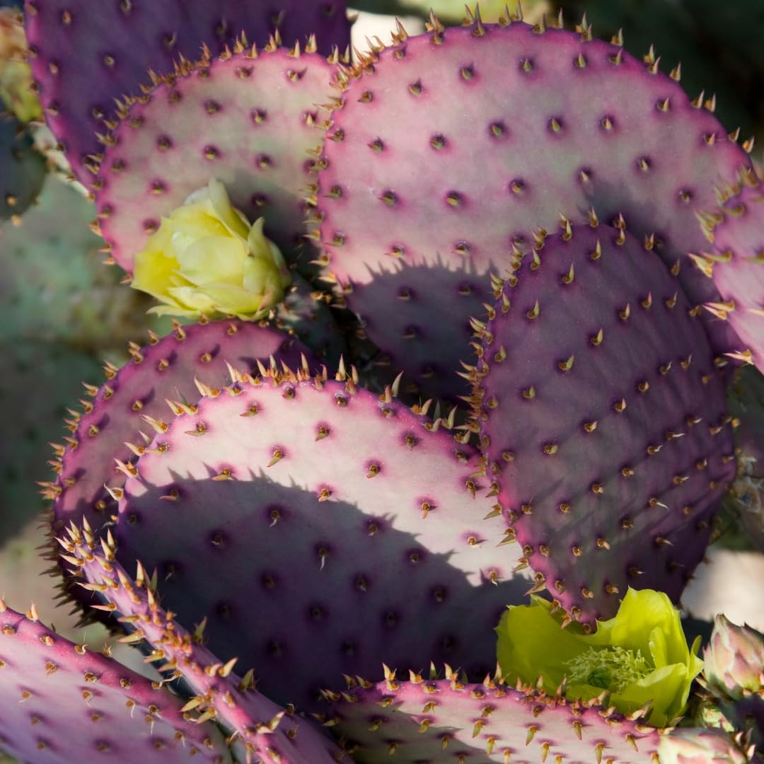 Live Purple Prickly Pear Cactus Plant, Hardy Cactus Succulent, 6-8 Inches Tall for Planting