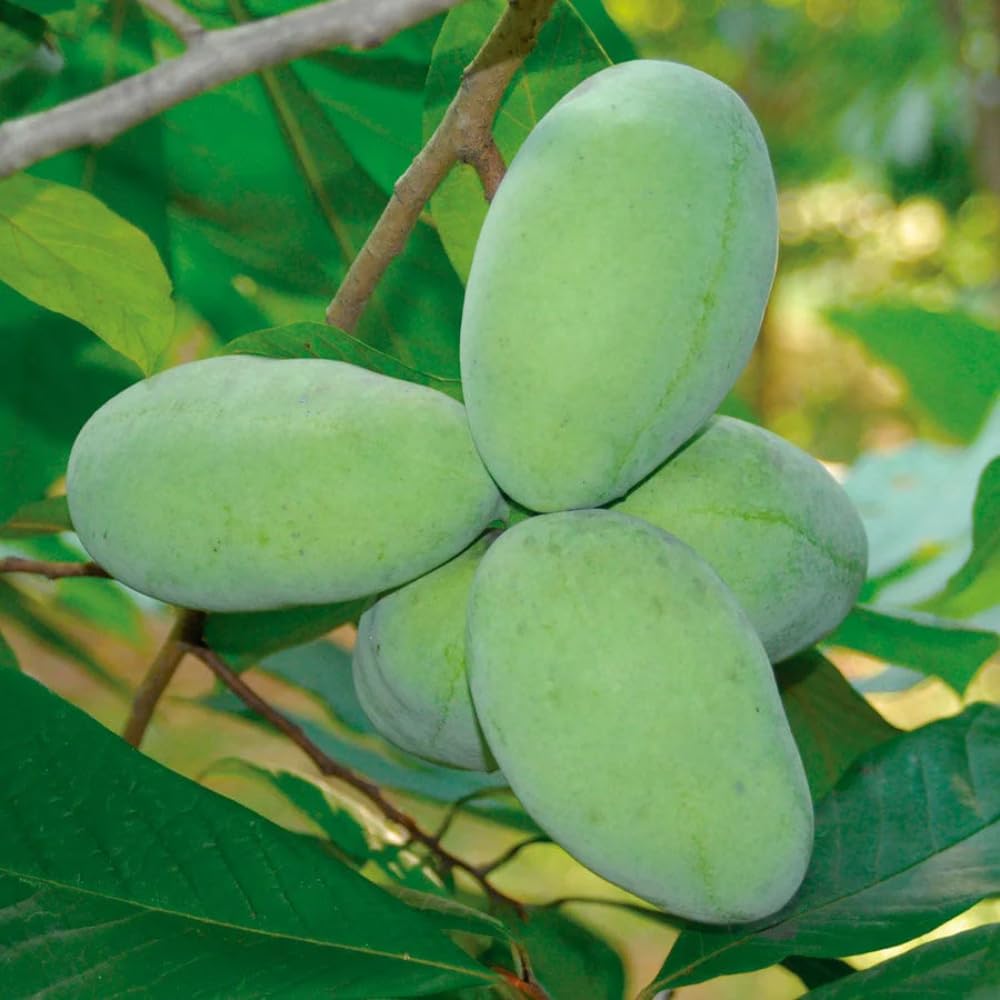 Pawpaw Tree Live Plant, 6-14 Inch Tall, Quart Pot, Cold Hardy Paw Paw Plant Live, Pawpaw Fruit Tree for Outdoor Planting