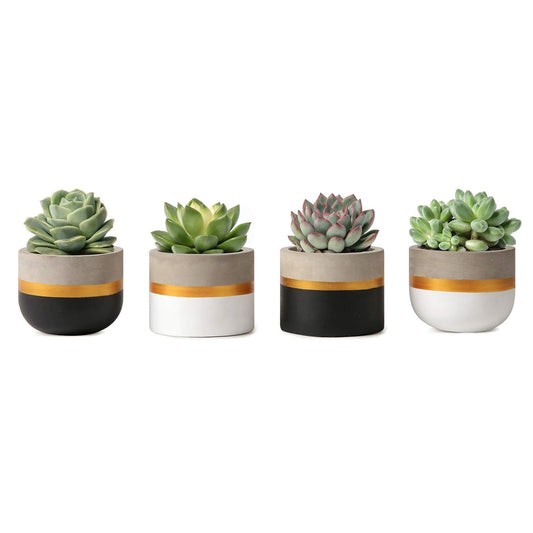 Mkono 3 Inch Mini Succulent Pots Concrete Planter Set, Modern Tiny Container for Indoor Plants, Christmas Home Office Decor Gifts for Plant Lovers (Plant NOT Included)