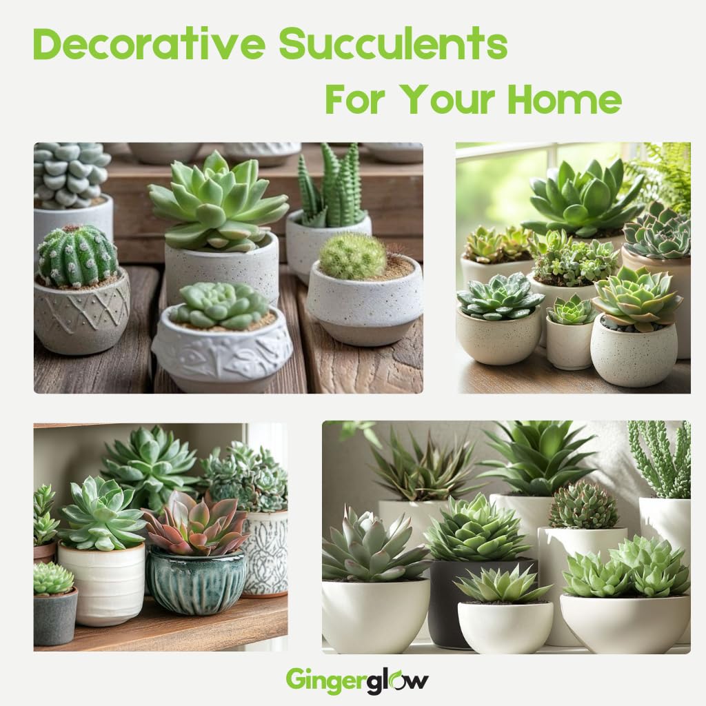 Variegated String of Buttons Plant Live | Crassula Perforata Succulent | Live Trailing Succulent in 4 Inch Pot | Rooted Indoor Houseplant for Home or Office Displays