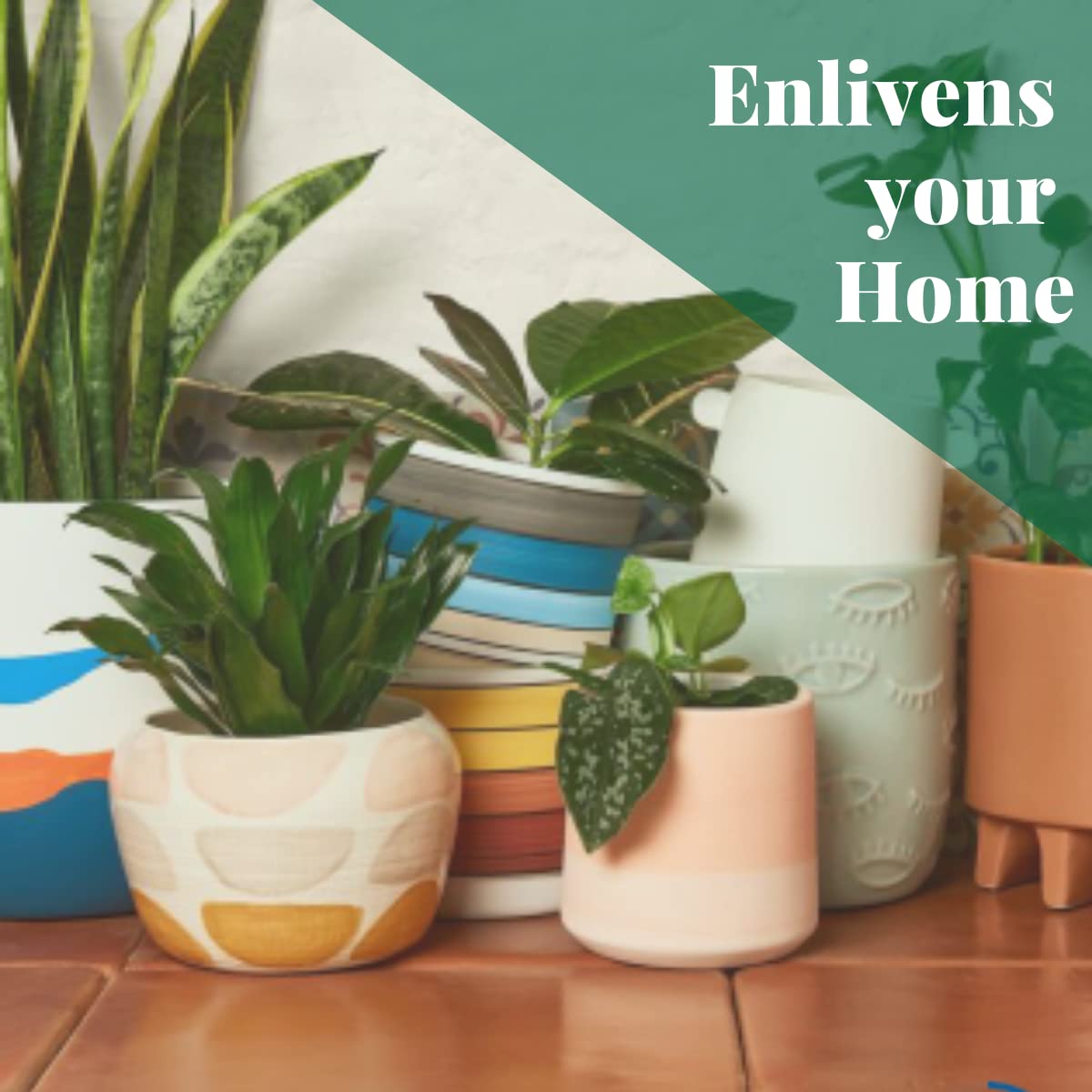 HOUSE PLANT SHOP | Calathea Rattlesnake 'Kokedama Beads' - 4" Pot | Live Indoor Plant | Easy to Care | Natural Décor Plant | Great Gifts | Free Care Guide