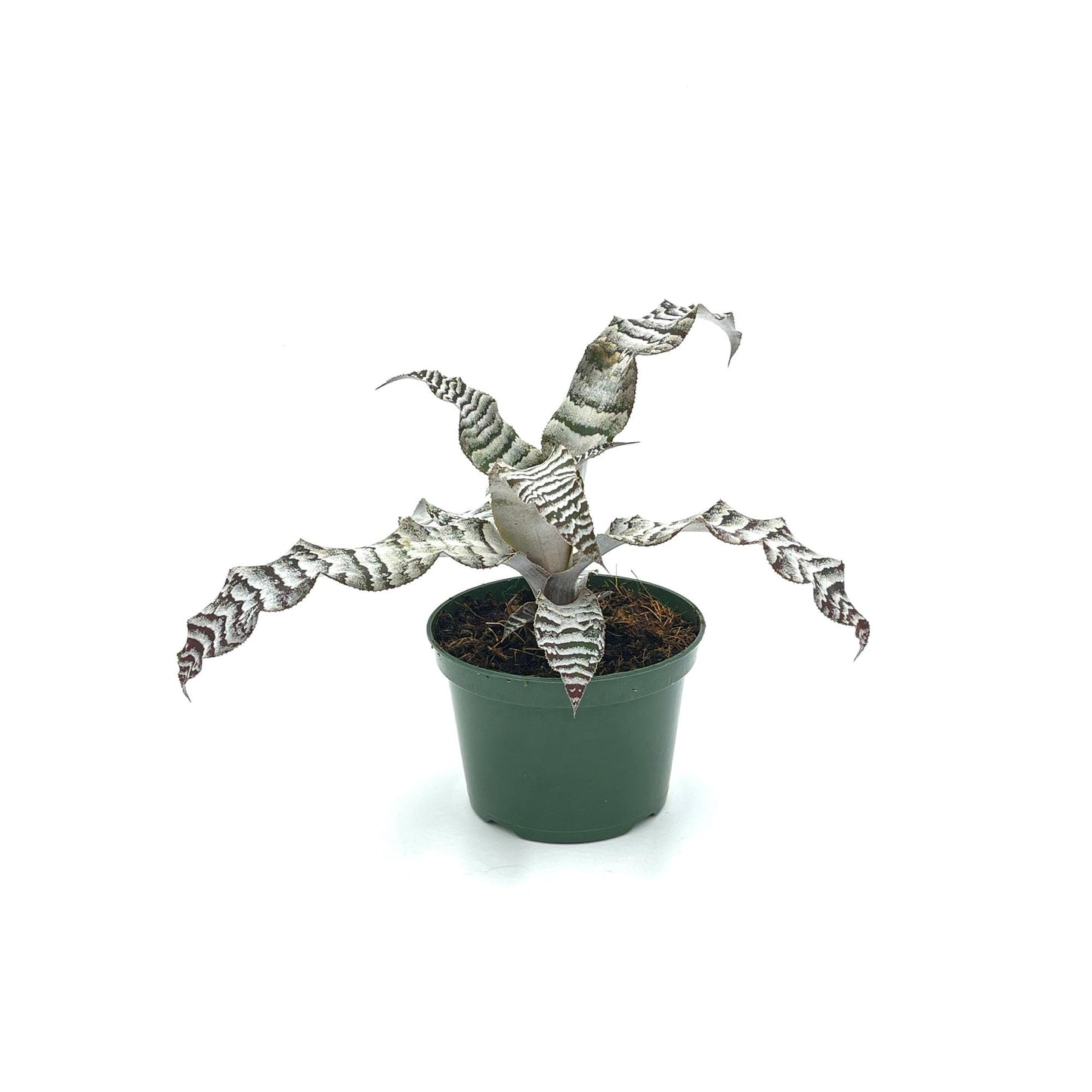 ragnaroc Live Plants – Cryptanthus ‘Absolute Zero‘, Jumbo 4-8" in 4" Pot - 1ct - Live Arrival Guaranteed - House Plants for Home Decor & Gift
