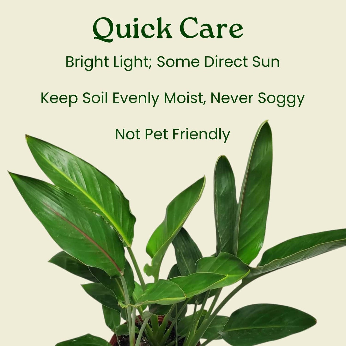 Tropical Plants of Florida Bird of Paradise Live Plant Orange Flower with Fertilizer and Soil - 3 Gallon 30 to 36 Inch Tall Indoor Outdoor Tropical Foliage Plant