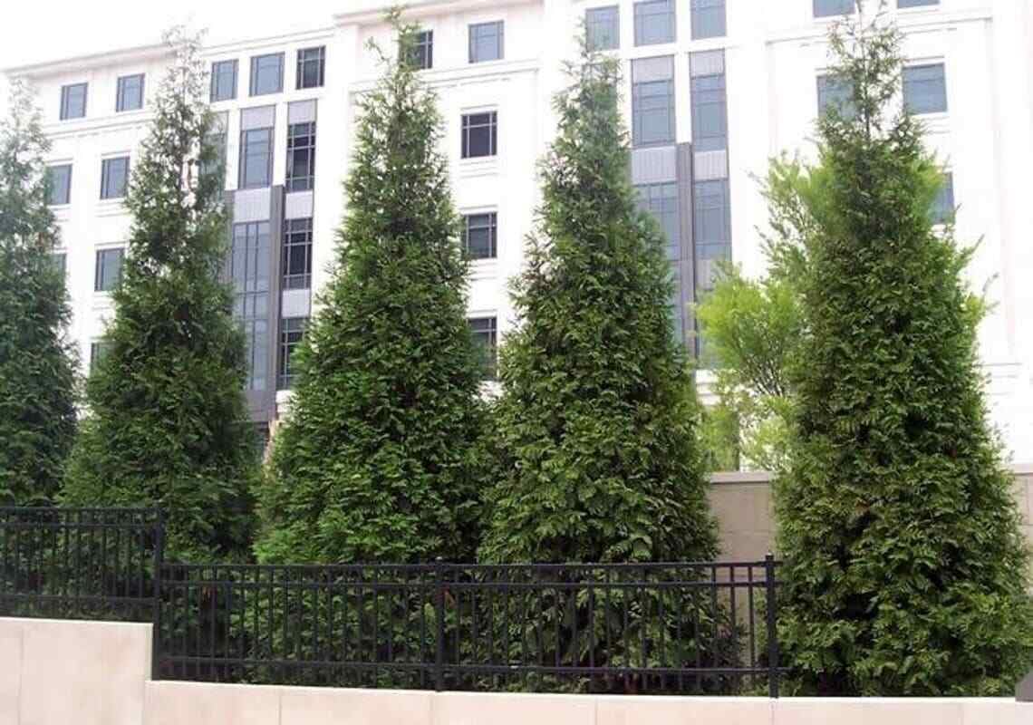 Live Plant - 25 Thuja Green Giant Arborvitae Trees/Shrubs, 6-12" Tall Live Plants, 2.5" Pots