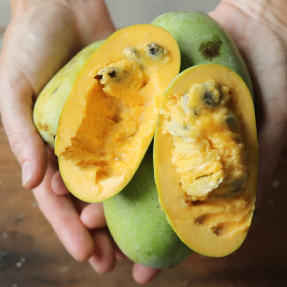 Sets 2 Pawpaw Trees Live Plants 1 Year Old, 7 to 12" Tall Established Roots, Paw Paw Banana Tree Plant Live, Pawpaws Plant for Growing Outdoor
