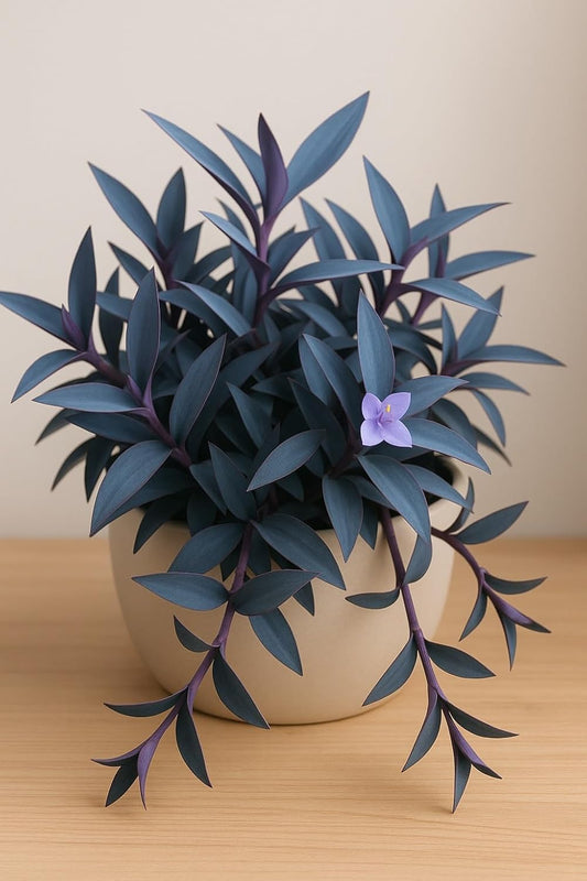 2 Blue Mirage Wandering Dude Cuttings to Grow | 3-4 Inches Long - Tradescantia Spiderwort Cuttings to Grow - Dark Blue/Purple - Easy to Grow Wandering Jew