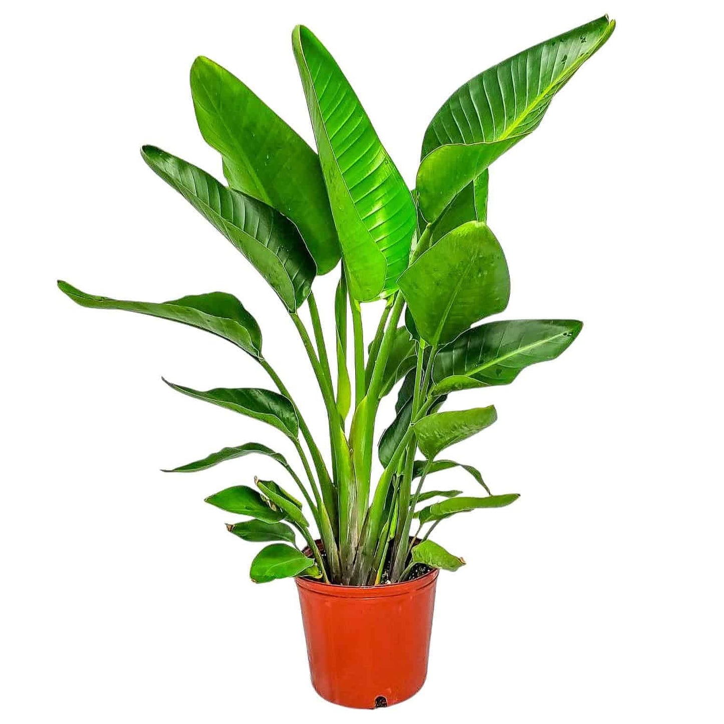 Tropical Plants of Florida White Bird of Paradise Live Plant - 3 Gallon 30 to 36 Inch Tall Indoor Outdoor Tropical Foliage Plant Large Strelitzia Nicolai Houseplant