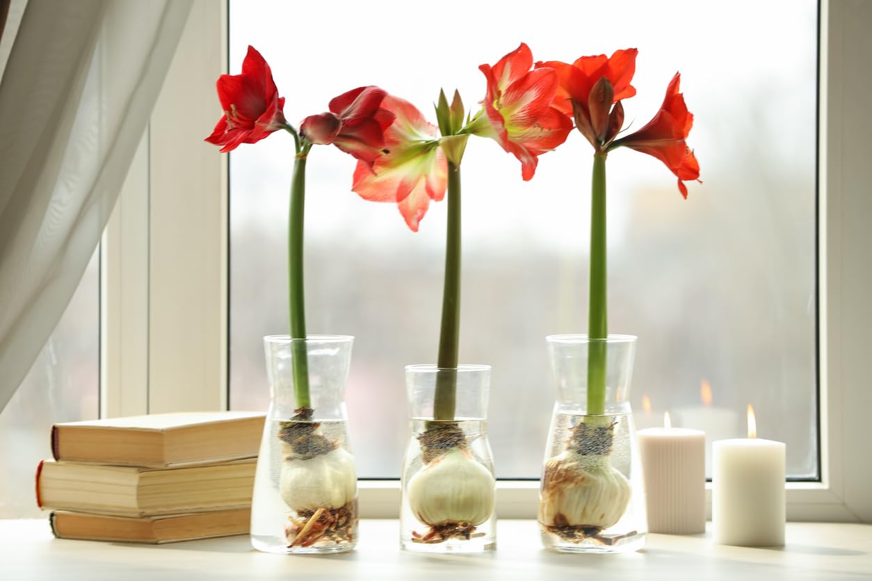 Tinkerbell Amaryllis Bulb | Peach with White Star | Amaryllis Flower for Indoor & Outdoor Planting | Unique Bulb for Beautiful Displays