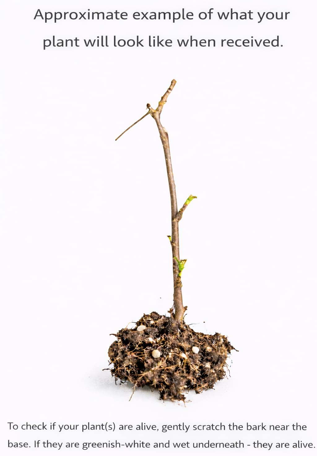 Jostaberry Shrub - 6-12" Tall Live Plant - Gooseberry and Black Currant Hybrid Bush Seedling - Edible Berries - Ribes x nidigrolaria