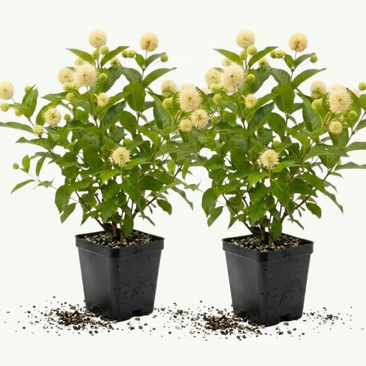 2 Button Bush Live Shrubs in 4 Inch Pot Plant, Native Buttonbush 12-18 Inch Tall, Flowering Shrubs for Rain Gardens, Pond Edges & Outdoor Landscaping