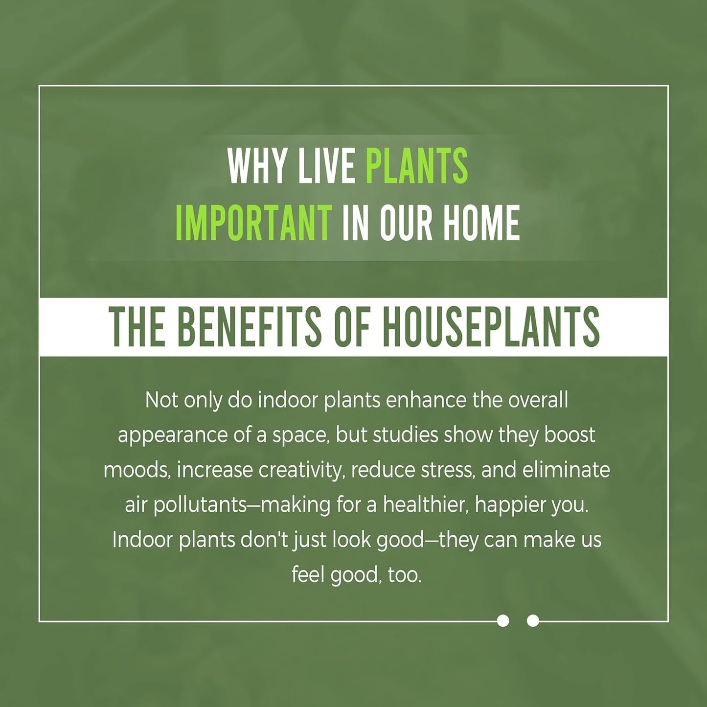 LEAL PLANTS ECUADOR Monstera Super Narrow Swiss Cheese Plant| Natural Décor Plant | Monstera Live Indoor Air-Purifying, Perfect for Home Decor