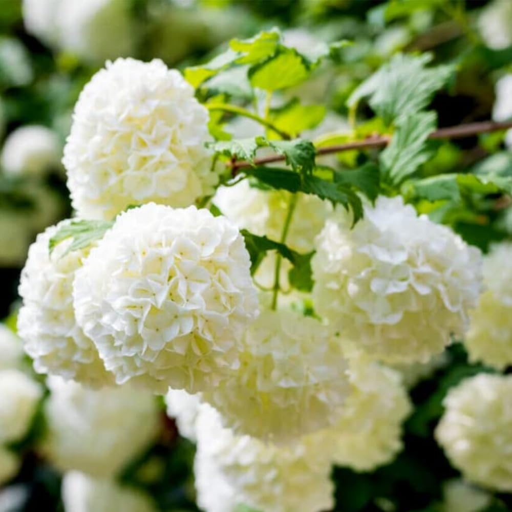Old Fashion Viburnum Plant Live for Planting, Snowball Viburnum Shrub Viburnum Bush Flowers in 4 Inc Pot, Viburnum Tree Ready to Grow