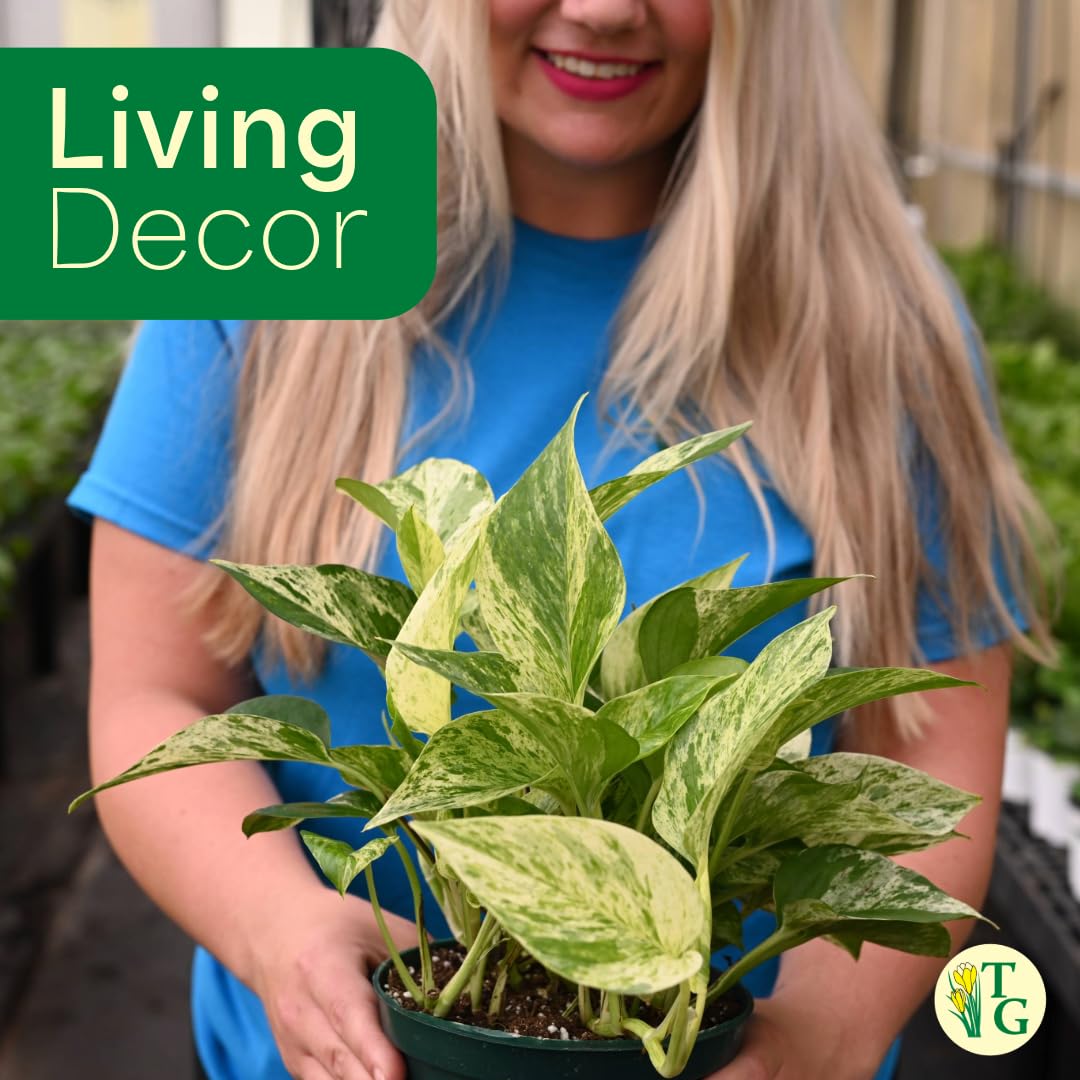 Thorsen's Greenhouse Marble Queen Pothos, Live Indoor Plant, Easy to Grow, Rare Variegated Houseplant, Natural Air Purifier, 4-inch Diameter Pot (Nursery Pot)