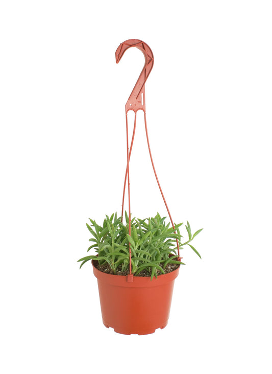 Shop Succulents | String of Succulents Collection | String of Fishhooks Live Outdoor/Indoor Hanging Succulent Plant | Fully Rooted in Soil