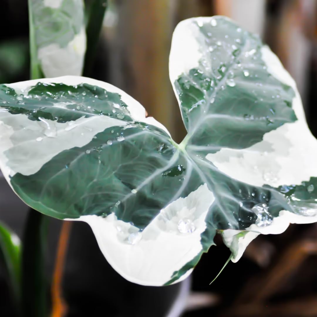 Colocasia Elephant Ears Live Plant, Alocasia Plant, Esculenta Taro Live Houseplant, 5-7 Inc Tall (Variegated)