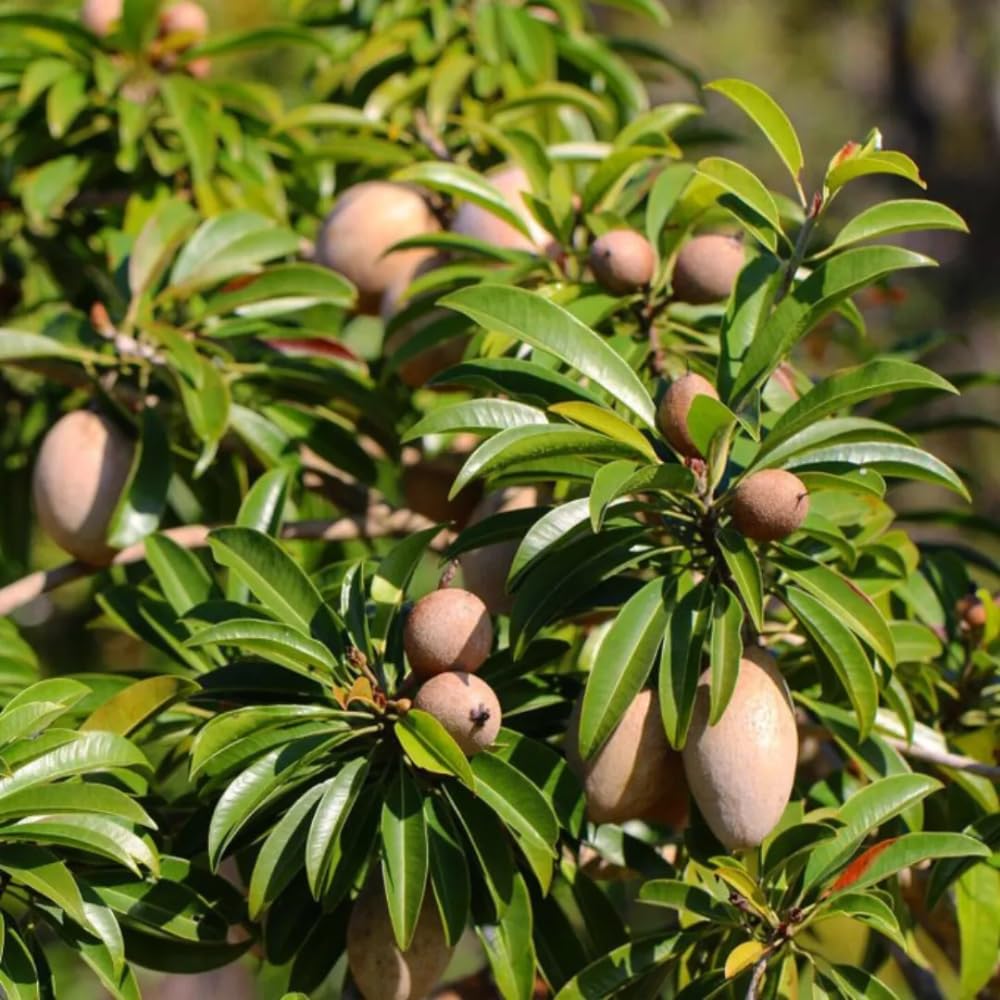 Sapodilla Tree Live Plant to Grow Outdoor 2 to 3 Feet, in 3 Gallon Pot, Sapodilla Plant Live, Cannot Ship to CA