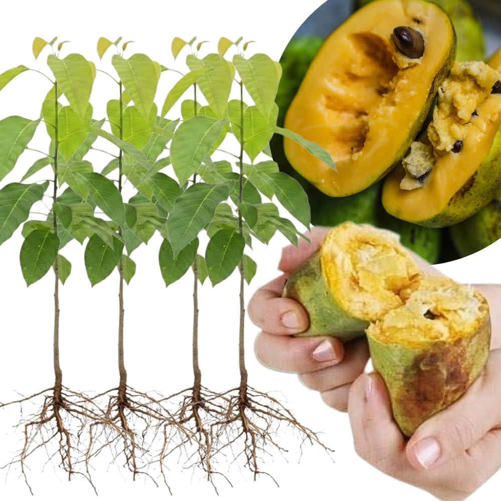 Sets 2 Pawpaw Trees Live Plants 1 Year Old, 7 to 12" Tall Established Roots, Paw Paw Banana Tree Plant Live, Pawpaws Plant for Growing Outdoor