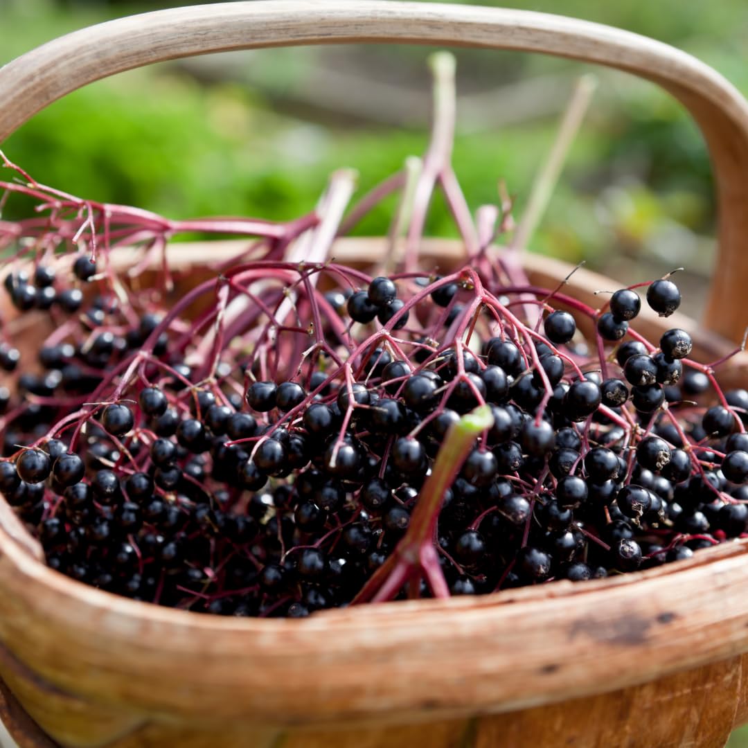 Elderberry Plant Live, Sweet Elderberry Plants, Perennial Fruiting Shrub, 6 to 10 Inches Tall, Ready to Grow