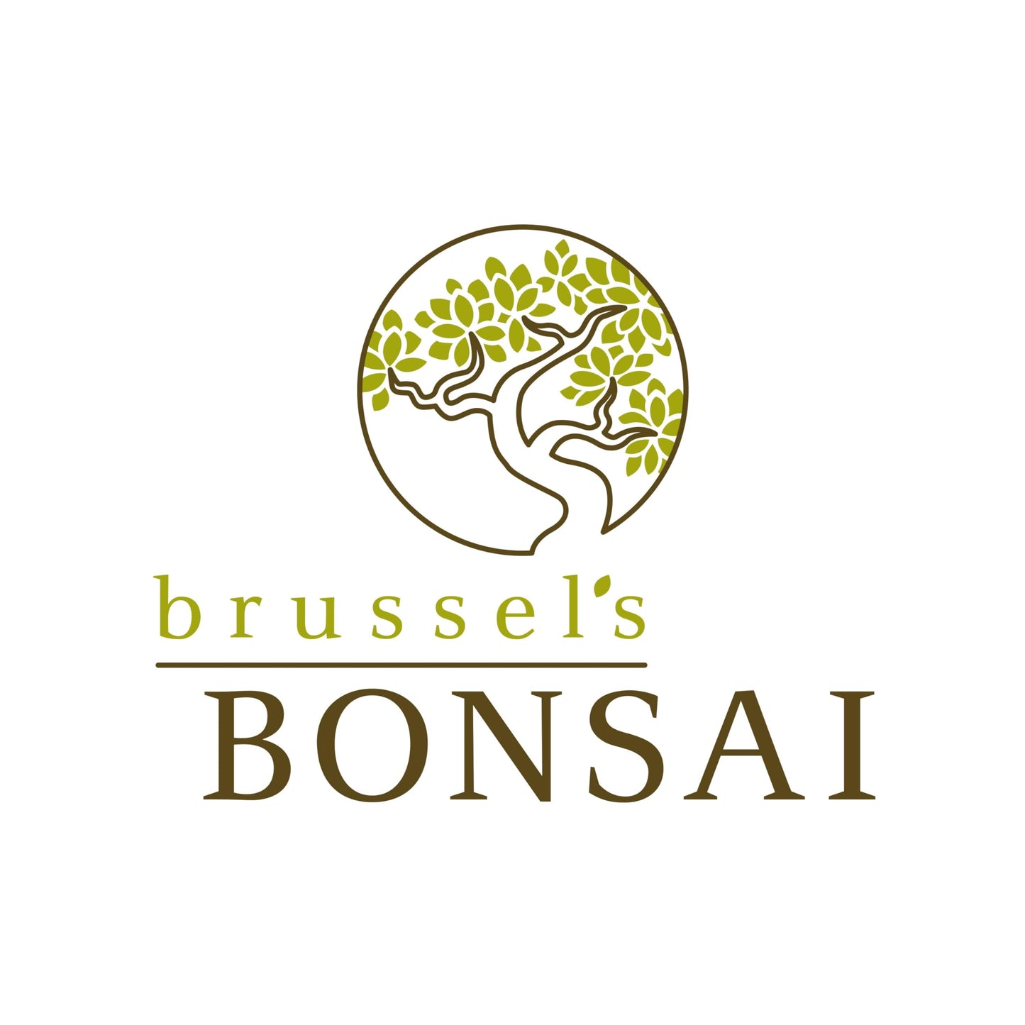Brussel's Bonsai - Live Gardenia Bonsai Tree, Outdoor Bonsai Plant in Grower Pot, 4 Years Old, 6-8 Inches Tall, Easy Care Flowering Plant for Patio or Garden (Small)