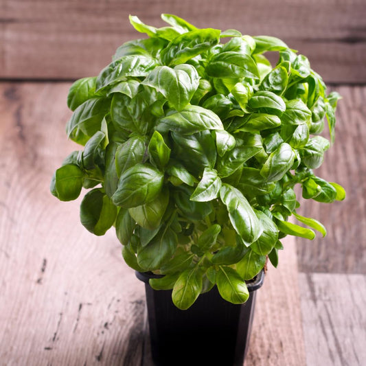 Sweet Basil Plant, 4-6" Basil Plants Live for Planting Outdoor Indoor Garden, Fragrant Herb Plants, 2 Plants Each 4" Pot