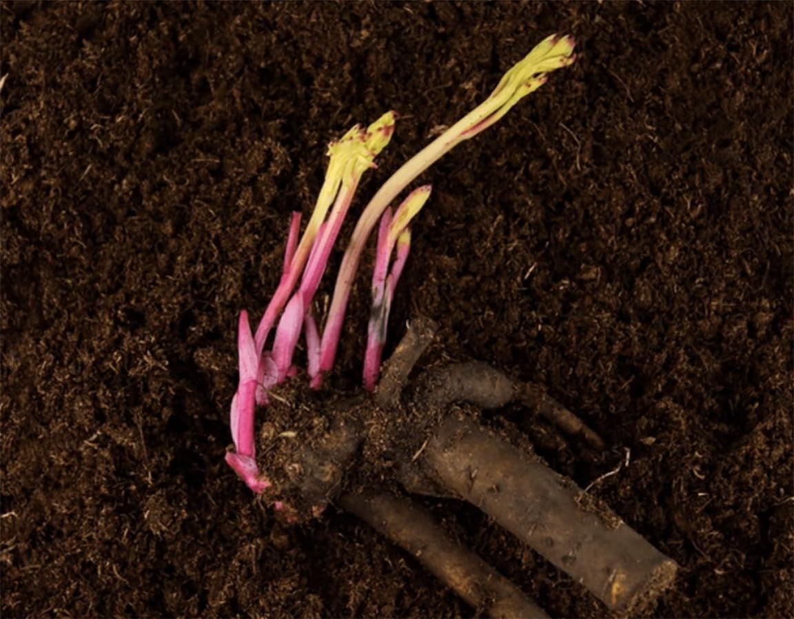 Marde Ross & Company Festiva Maxima - Double White Peonies Bulbs for Planting, Peony Plant Bare Root | Peony Bulbs for Spring Planting 2024 | Peony Seeds for Planting Outdoors