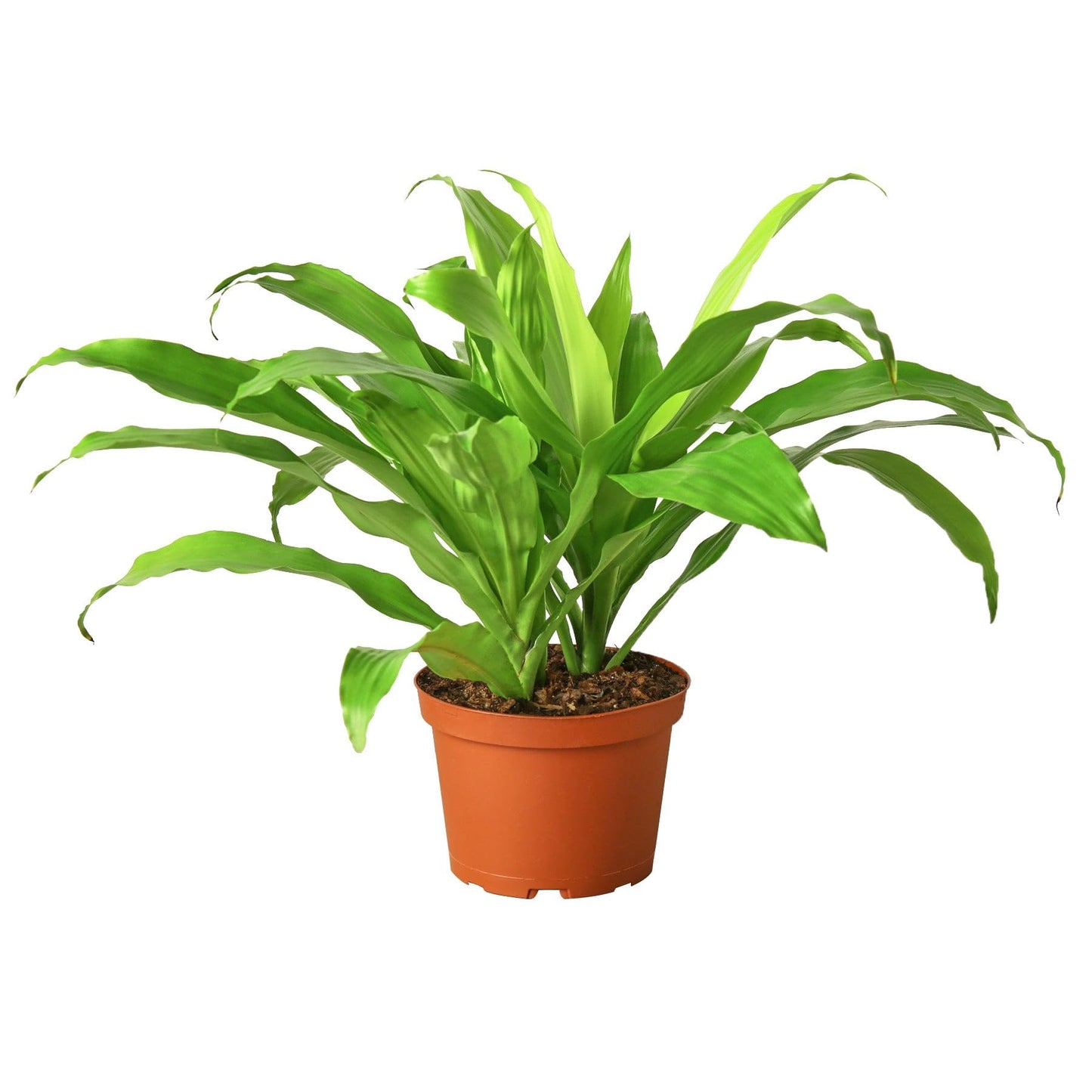 4 Pack Dracaena 'Lime Light' in 6in Pot - Live Plants Tropical Houseplants | Variegated | USA Growers | The Snobby Leaf