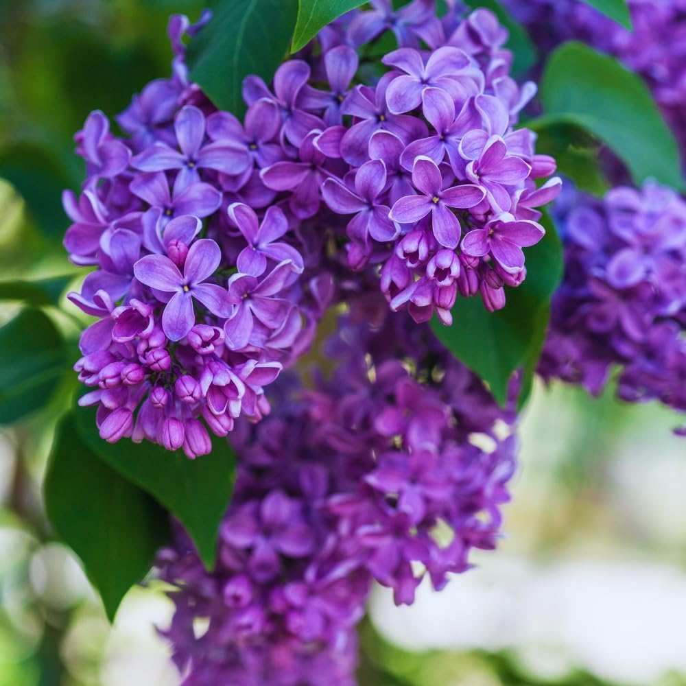 Purple Lilac Plants, Fragrant Purple Syringa Flower, Lilac Bushes Live Plants, 6 to 10 Inch Tall Syringa Shrub for Garden