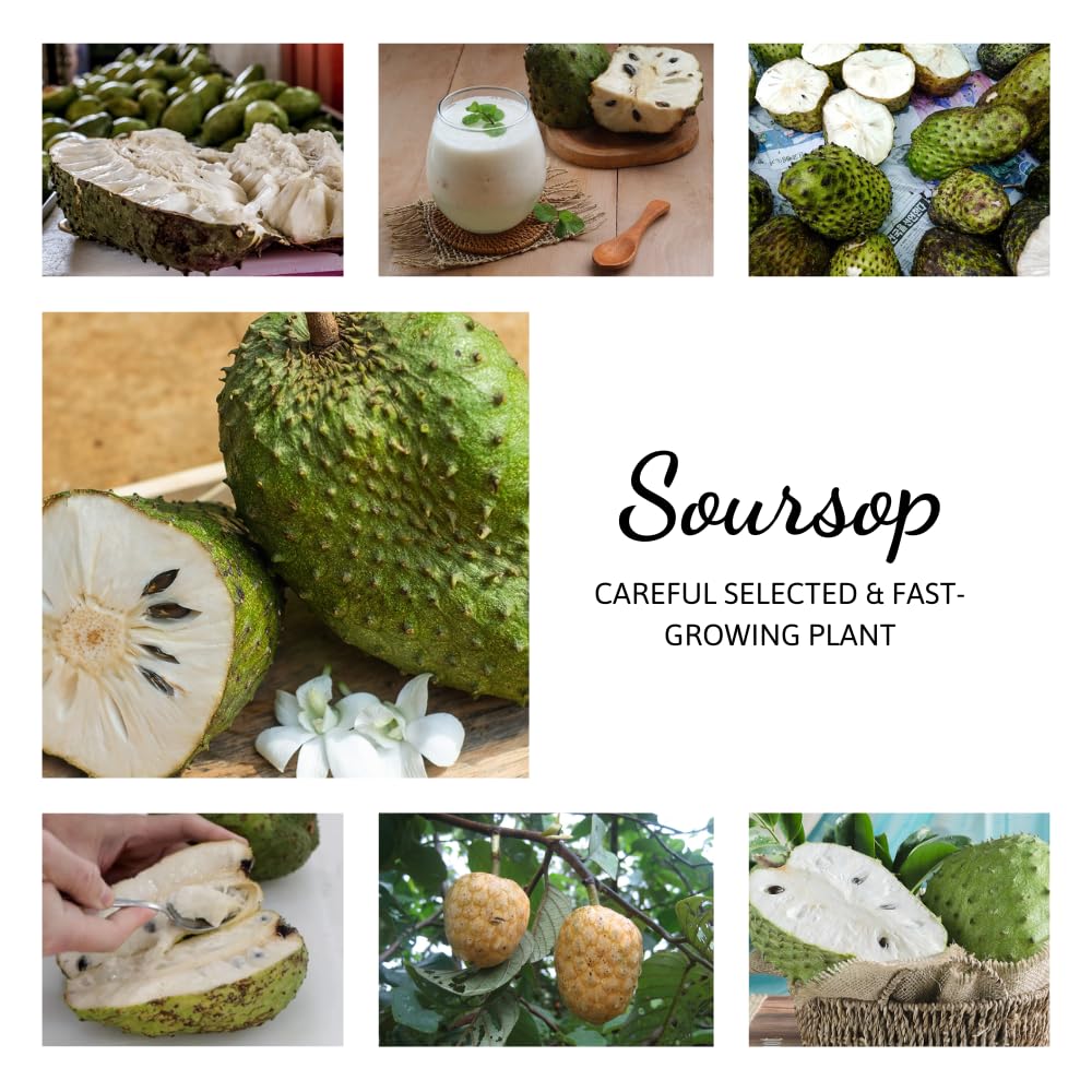 Ready to Bear Fruit Soursop Tree Live Plant in 1 Gallon Pot, 2-3 Years Old, 2-3 Feet Sweet Annona Muricata Guanabana for Outdoor Planting, No CA, Soursop Trees Grafted Tropical Fruit