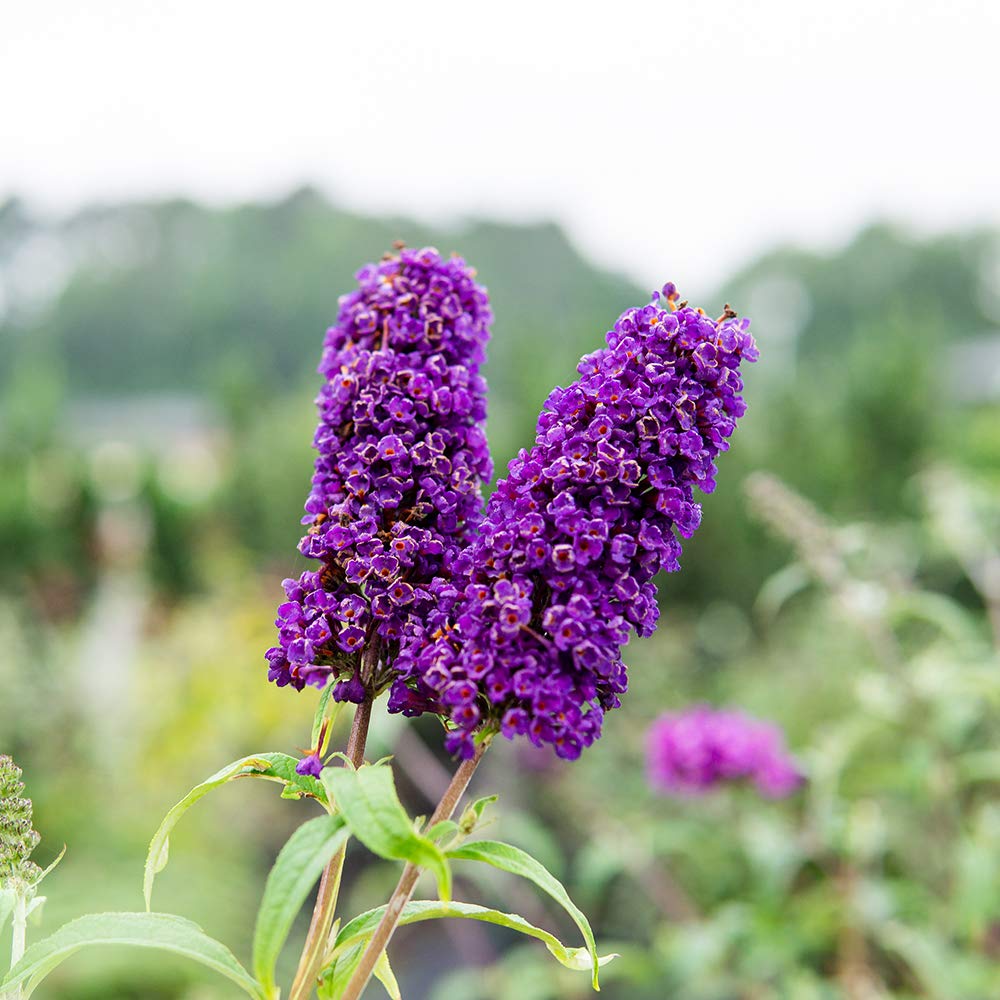 Perfect Plants Black Knight Butterfly Shrub 1 Gallon | Live Bush for Outdoor Planting | Attracting Pollinators Like Butterflies, Bees, and Hummingbirds | Beautiful Dark Purple Flowers in Summer