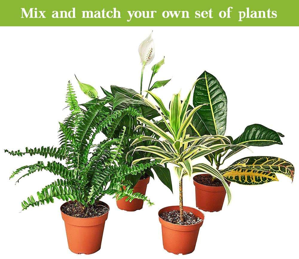 Philodendron Cordatum Heartleaf Live Plant for Indoor | Different Houseplants in 3'' Pot | Real House Plant for Living Room, Office, Desk & Bathroom | Philodendron cordatum