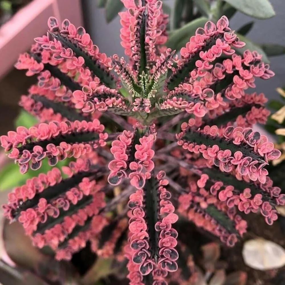 Kalanchoe Pink Butterfly Plant, Pink Mother of Thousands Succulents, Hardy Succulent Indoor Planting 2 Inch Pot
