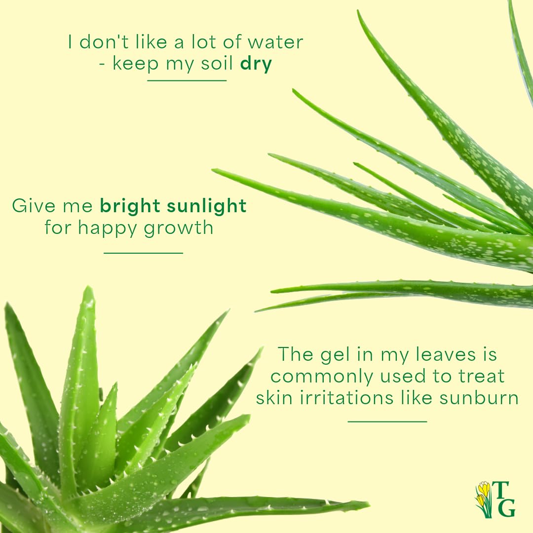 Thorsen's Greenhouse Aloe Vera, Live Indoor Plant, Aloe barbadensis, Easy to Grow, Succulent, Natural Air Purifier, 6" Diameter Pot (Chocolate)