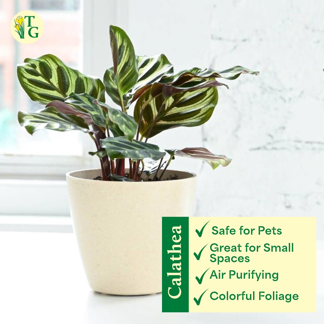 Thorsen's Greenhouse Peacock Calathea, Live Indoor Plant, Safe for Pets, Colorful Foliage, Rare Variety, Peacock Plant, 4" Diameter (Coffee)