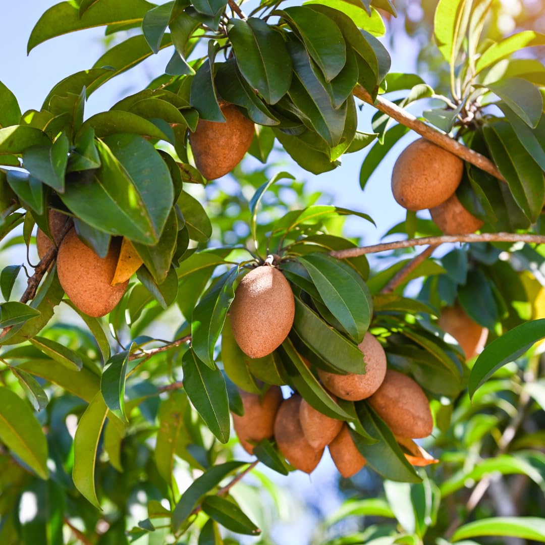 Sapodilla Tree Live Plant, Sweet Tropical Fruit Tree, 2–3 Feet Tall in 3 Gallon Pot, Ready for Outdoor Planting, No Ship to CA
