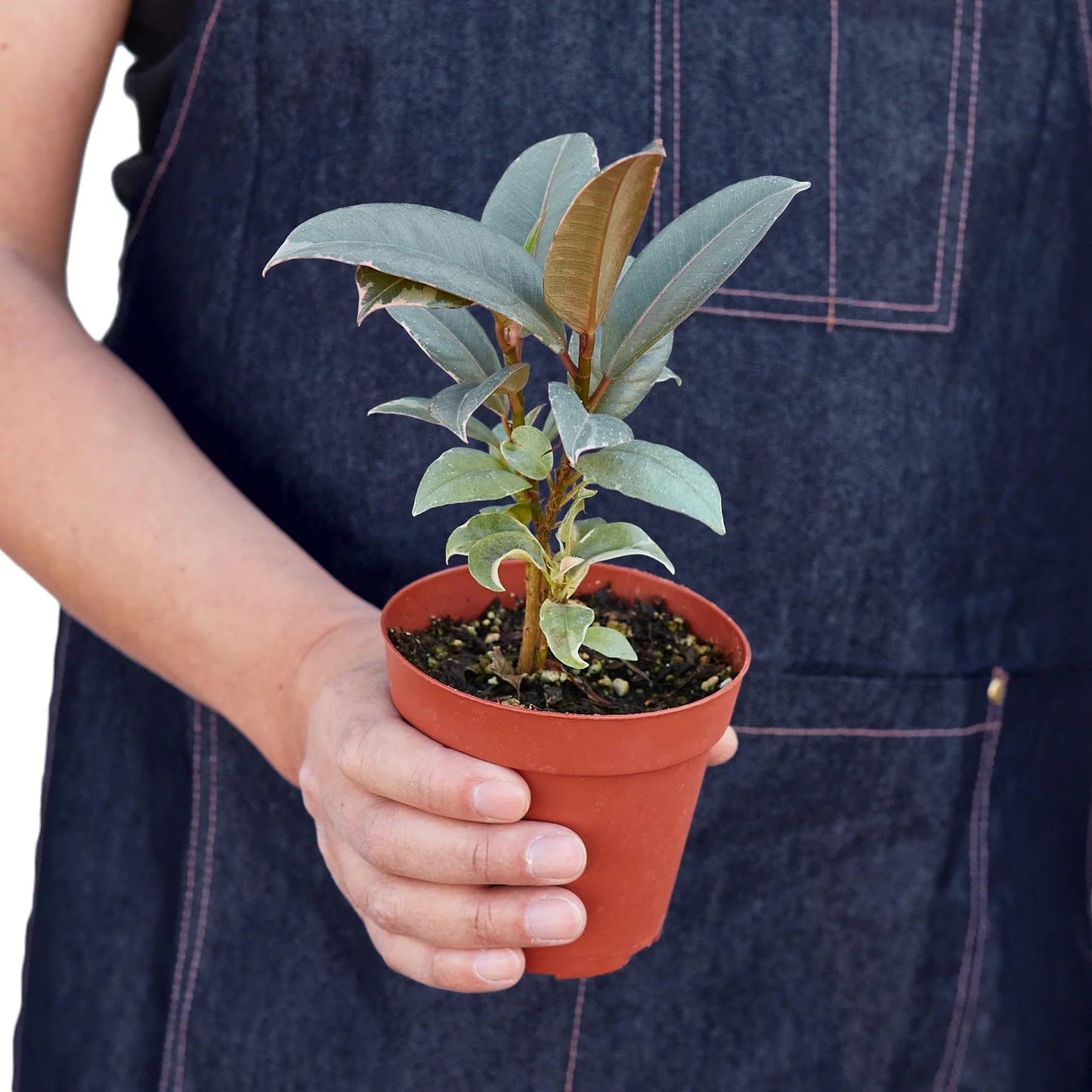 7 Pack Ficus Elastica 'Tineke' in 4in Pot - Live Plants Tropical Houseplants | Variegated | USA Growers | The Snobby Leaf