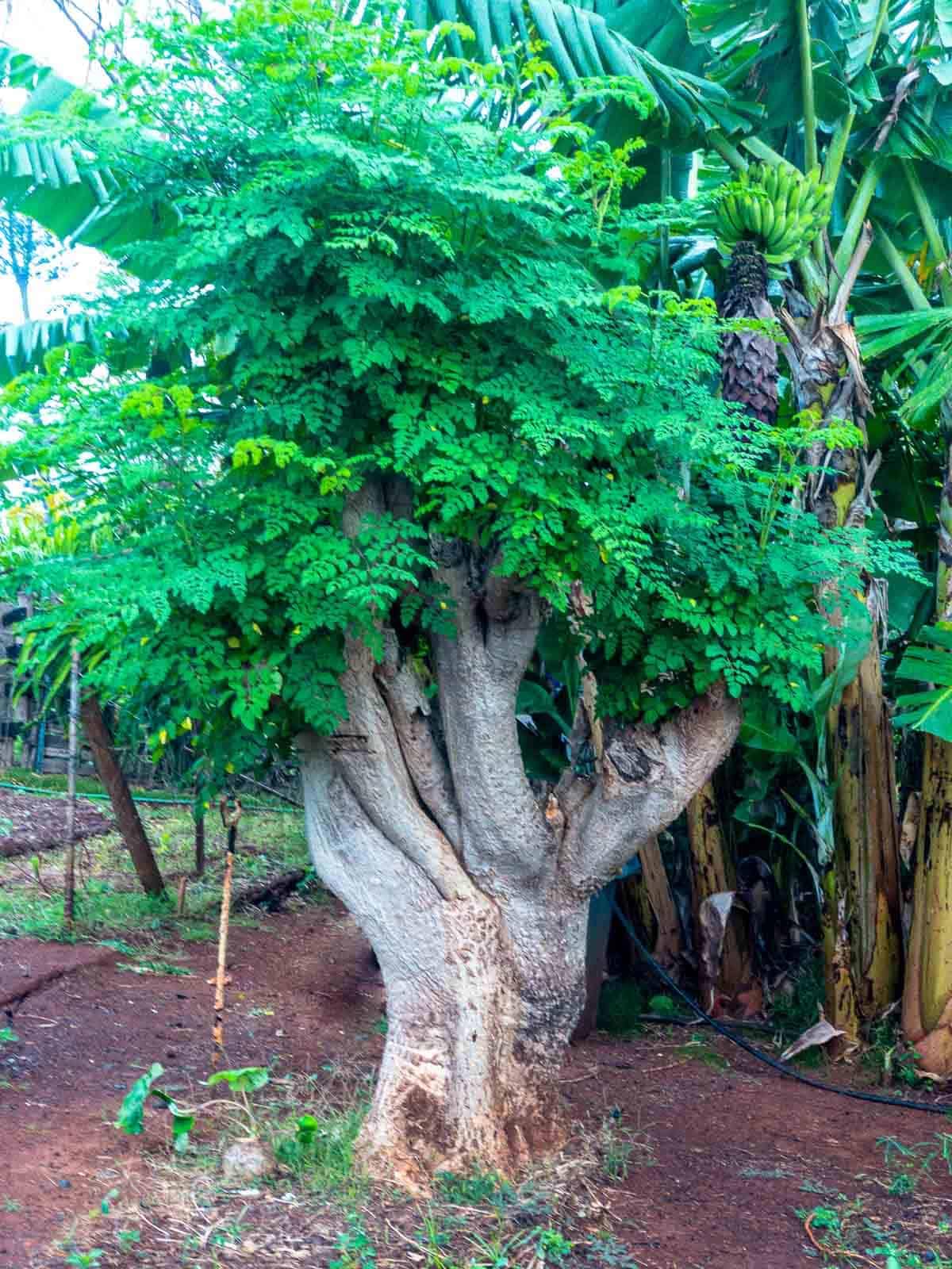 02 Malunggay Moringa Trees Plants Live for Outdoor Growing, Zones 9-11, Size 5-7" in Tall Starter Plant
