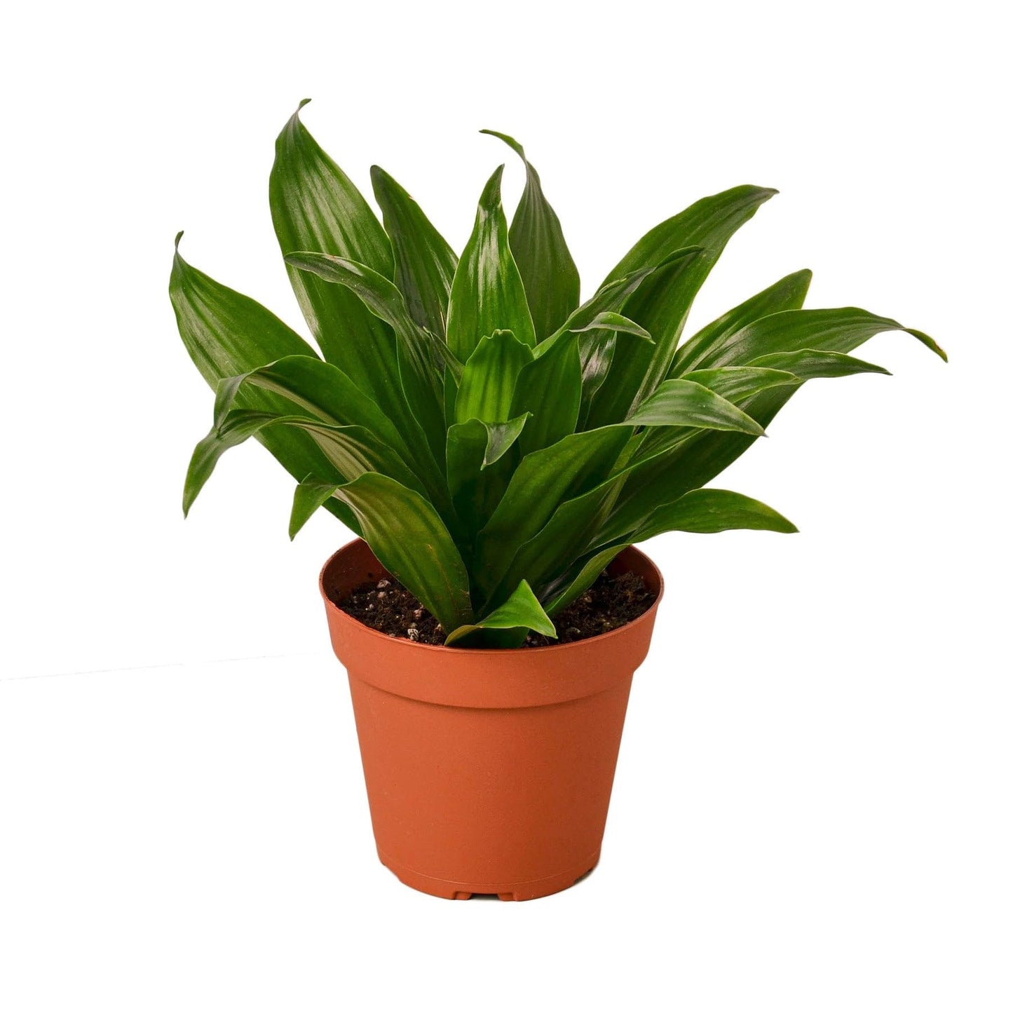 Dracaena Janet Craig | Live Plant for Indoor & Outdoor | for Living Room, Office, Bathroom | (4" Pot)