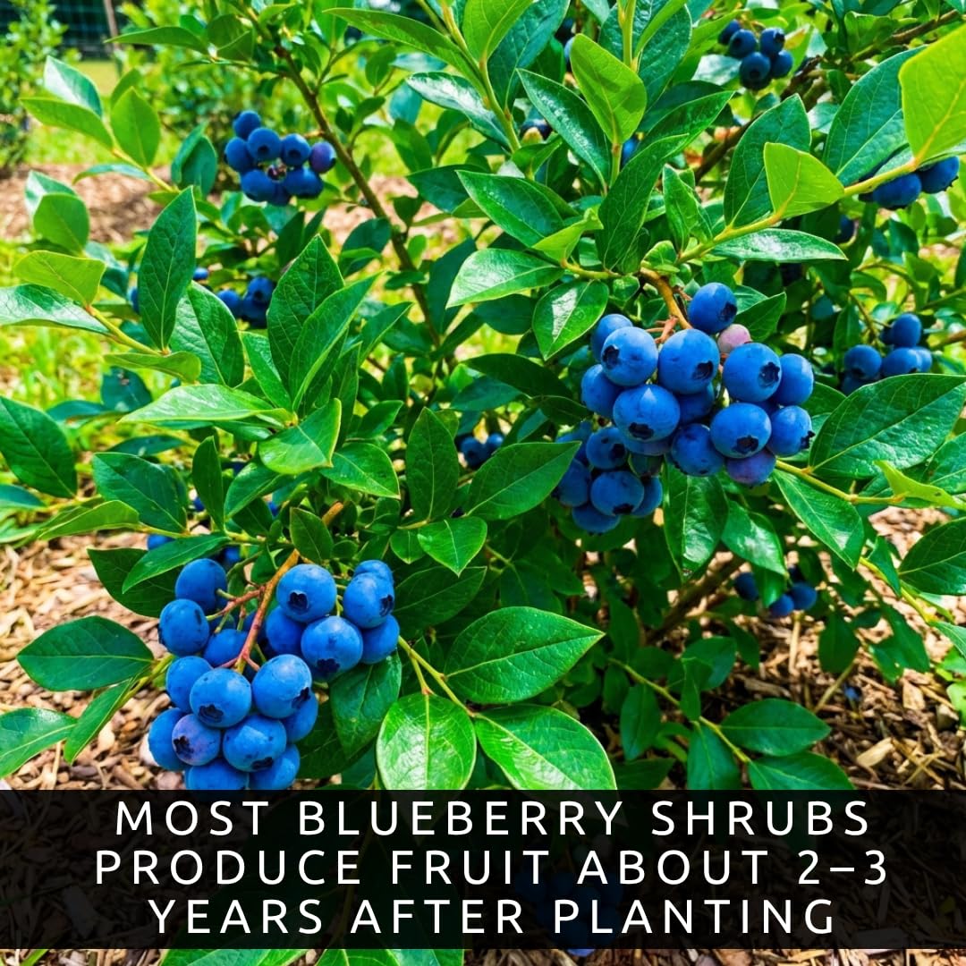 5 Blueray Blueberry Tree Seedlings Live Plant – Fruit Bearing Blueberry Bush Starter in Box – Healthy Rooted Sapling for Outdoor Garden, Patio or Container Growing (5 Plants)